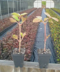 Japanese Snowball Viburnum Live Plant – 6-12