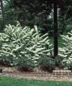 Japanese Snowball Viburnum Live Plant – 6-12