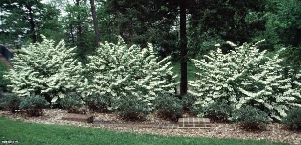 Japanese Snowball Viburnum Live Plant – 6-12" Tall, 3" Pot, Outdoor Shrub - Image 4
