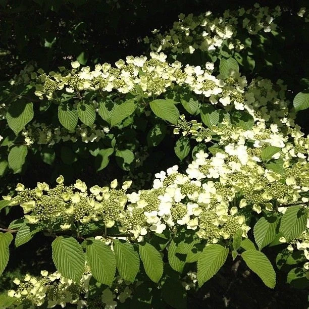 Japanese Snowball Viburnum Live Plant – 6-12" Tall, 3" Pot, Outdoor Shrub - Image 5
