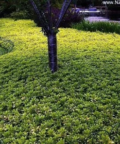 Japanese Spurge Live Plants - Pachysandra Groundcover - 48 Pack - 1 3/4" Pots - Image 2