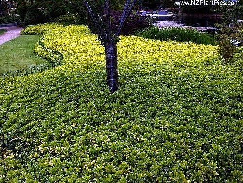 Japanese Spurge Live Plants - Pachysandra Groundcover - 48 Pack - 1 3/4" Pots - Image 2