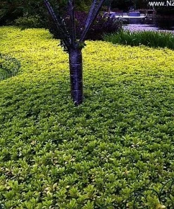 Japanese Spurge Live Plants - Pachysandra Groundcover - 48 Pack - 1 3/4
