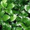 Japanese Spurge Live Plants - Pachysandra Groundcover - 48 Pack - 1 3/4" Pots - Image 1