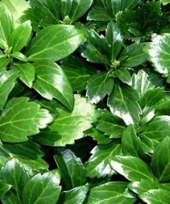Japanese Spurge Live Plants - Pachysandra Groundcover - 48 Pack - 1 3/4