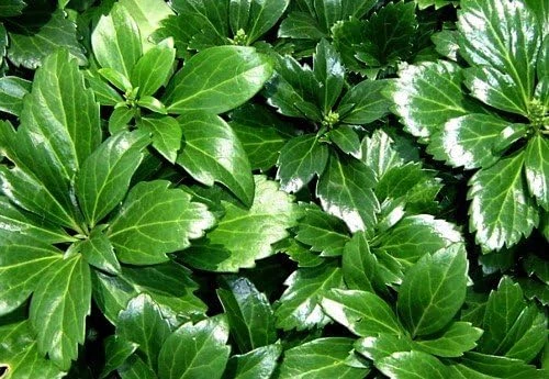 Japanese Spurge Live Plants - Pachysandra Groundcover - 48 Pack - 1 3/4" Pots - Image 1