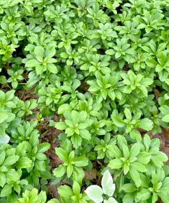 Japanese Spurge - Pachysandra Terminalis Live Plant - Bare Root Groundcover - Outdoor - 0-1ft - Image 2