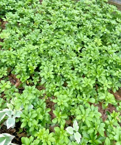 Japanese Spurge - Pachysandra Terminalis Live Plant - Bare Root Groundcover - Outdoor - 0-1ft - Image 3