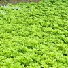 Japanese Spurge - Pachysandra Terminalis Live Plant - Bare Root Groundcover - Outdoor - 0-1ft - Image 1