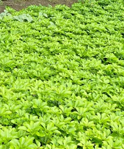 Japanese Spurge - Pachysandra Terminalis Live Plant - Bare Root Groundcover - Outdoor - 0-1ft - Image 1