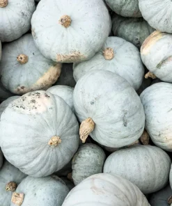 Jarrahdale Pumpkin Seeds - Heirloom Blue-Green Cucurbita Maxima Vegetable Seeds, 15 Seeds - Image 2
