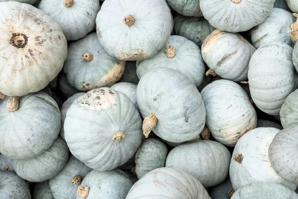 Jarrahdale Pumpkin Seeds - Heirloom Blue-Green Cucurbita Maxima Vegetable Seeds, 15 Seeds - Image 2