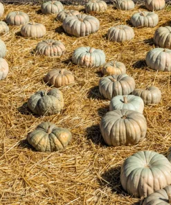 Jarrahdale Pumpkin Seeds - Heirloom Blue-Green Cucurbita Maxima Vegetable Seeds, 15 Seeds - Image 3
