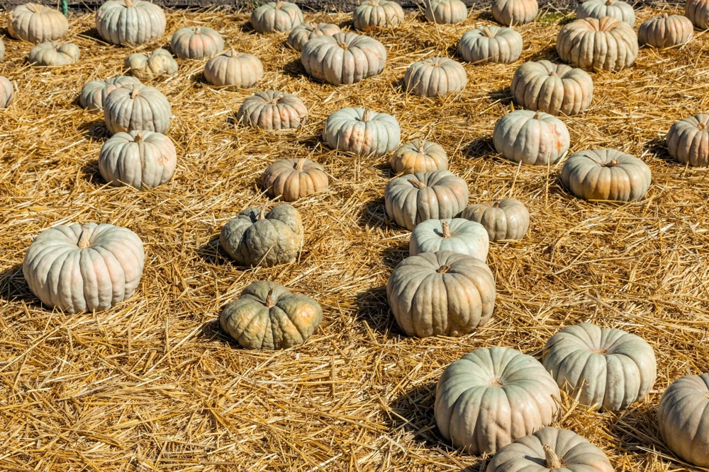 Jarrahdale Pumpkin Seeds - Heirloom Blue-Green Cucurbita Maxima Vegetable Seeds, 15 Seeds - Image 3