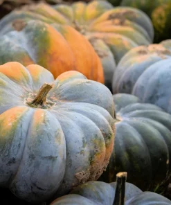 Jarrahdale Pumpkin Seeds - Heirloom Blue-Green Cucurbita Maxima Vegetable Seeds, 15 Seeds - Image 4