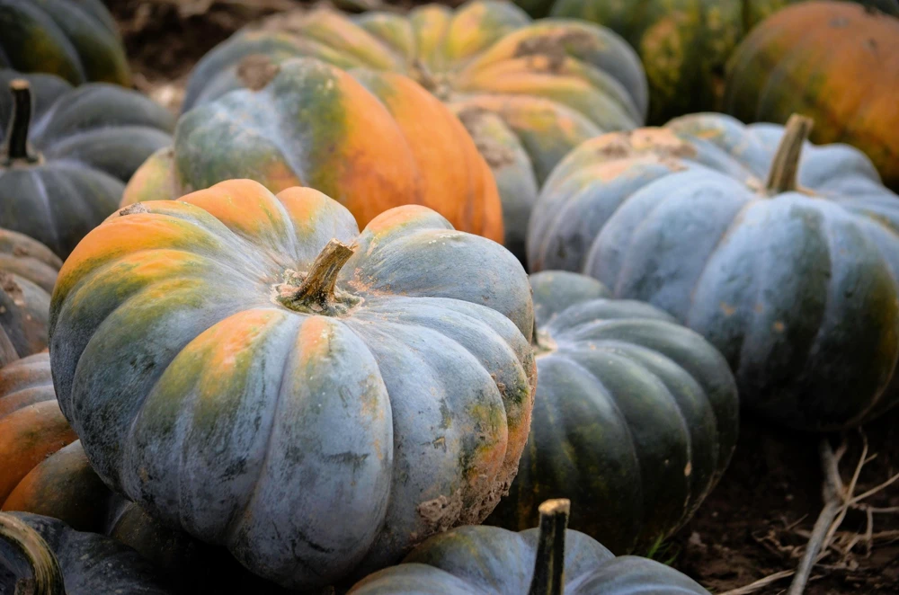 Jarrahdale Pumpkin Seeds - Heirloom Blue-Green Cucurbita Maxima Vegetable Seeds, 15 Seeds - Image 4