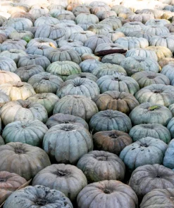 Jarrahdale Pumpkin Seeds - Heirloom Blue-Green Cucurbita Maxima Vegetable Seeds, 15 Seeds - Image 5