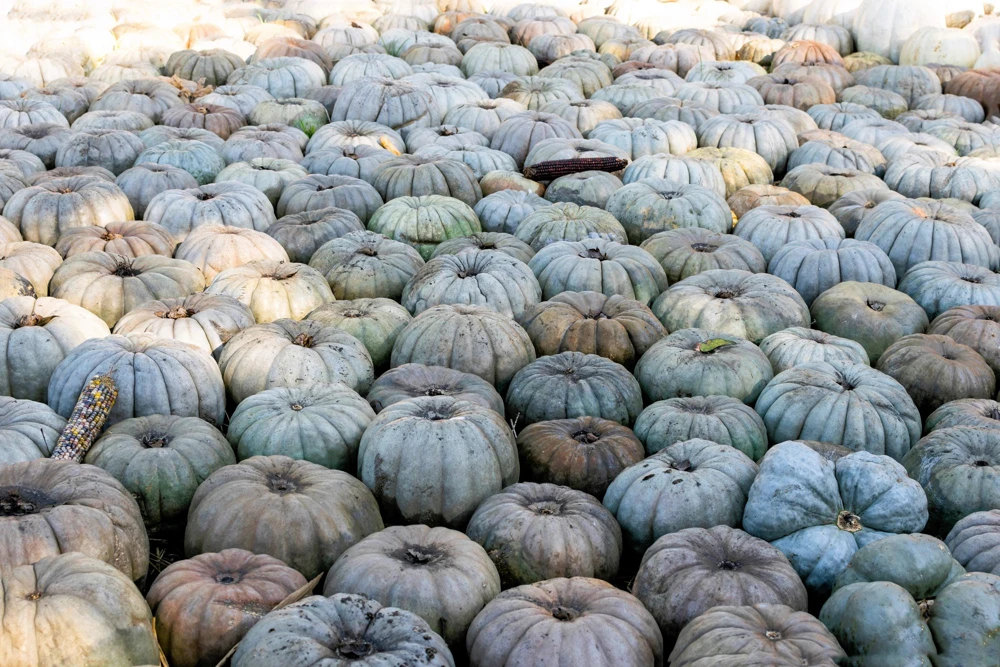 Jarrahdale Pumpkin Seeds - Heirloom Blue-Green Cucurbita Maxima Vegetable Seeds, 15 Seeds - Image 5