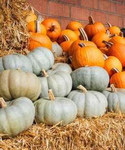 Jarrahdale Pumpkin Seeds - Heirloom Blue-Green Cucurbita Maxima Vegetable Seeds, 15 Seeds - Image 7