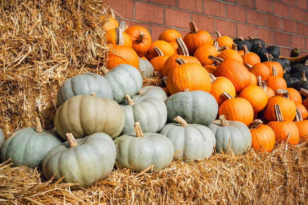 Jarrahdale Pumpkin Seeds - Heirloom Blue-Green Cucurbita Maxima Vegetable Seeds, 15 Seeds - Image 7