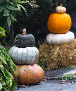 Jarrahdale Pumpkin Seeds - Heirloom Blue-Green Cucurbita Maxima Vegetable Seeds, 15 Seeds - Image 8