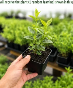Jasmine Live Plant, Fragrant Tropical Flower, 4-6 Inch Tall, 3 Inch Pot - Image 2