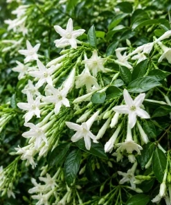 Jasmine Live Plant, Fragrant Tropical Flower, 4-6 Inch Tall, 3 Inch Pot - Image 4