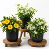 Jasmine Live Plant, Fragrant Tropical Flower, 4-6 Inch Tall, 3 Inch Pot - Image 1