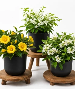 Jasmine Live Plant, Fragrant Tropical Flower, 4-6 Inch Tall, 3 Inch Pot - Image 1