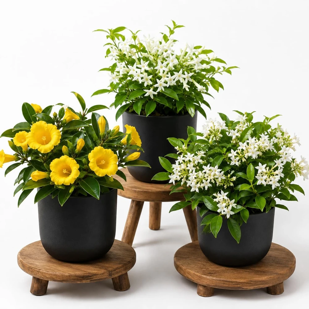 Jasmine Live Plant, Fragrant Tropical Flower, 4-6 Inch Tall, 3 Inch Pot - Image 1