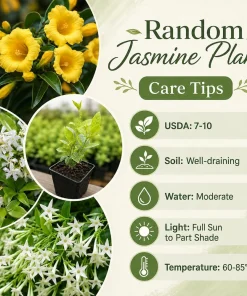Jasmine Live Plant – Fragrant Tropical Tree – 4-6 Inch Tall – 3 Inch Pot – Indoor/Outdoor - Image 3