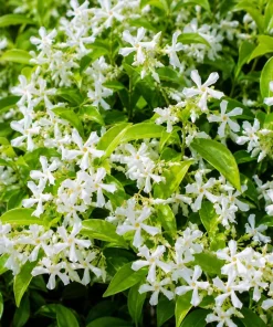 Jasmine Live Plant – Fragrant Tropical Tree – 4-6 Inch Tall – 3 Inch Pot – Indoor/Outdoor - Image 5