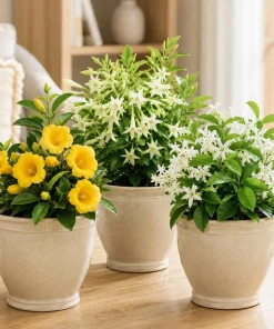 Jasmine Live Plant – Fragrant Tropical Tree – 4-6 Inch Tall – 3 Inch Pot – Indoor/Outdoor - Image 1