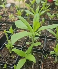 Jerusalem Artichoke Live Plant (Sunchoke) - 3-5 inch Established Start - Outdoor Edible Perennial - Image 3