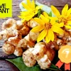 Jerusalem Artichoke Live Plant (Sunchoke) - 3-5 inch Established Start - Outdoor Edible Perennial - Image 1