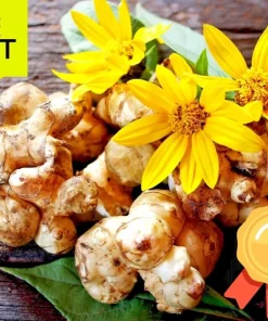 Jerusalem Artichoke Live Plant (Sunchoke) - 3-5 inch Established Start - Outdoor Edible Perennial - Image 1