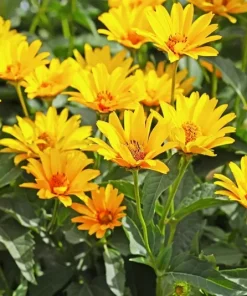 Jerusalem Artichoke Live Plant (Sunchoke) - 3-5 inch Established Start - Outdoor Edible Perennial - Image 5