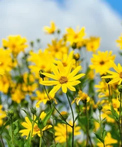 Jerusalem Artichoke Sunchoke Seeds - Helianthus Tuberosus - 20 Seeds, Yellow Flowers, Perennial - Image 2