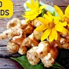 Jerusalem Artichoke Sunchoke Seeds - Helianthus Tuberosus - 20 Seeds, Yellow Flowers, Perennial - Image 1