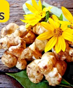 Jerusalem Artichoke Sunchoke Seeds - Helianthus Tuberosus - 20 Seeds, Yellow Flowers, Perennial - Image 1
