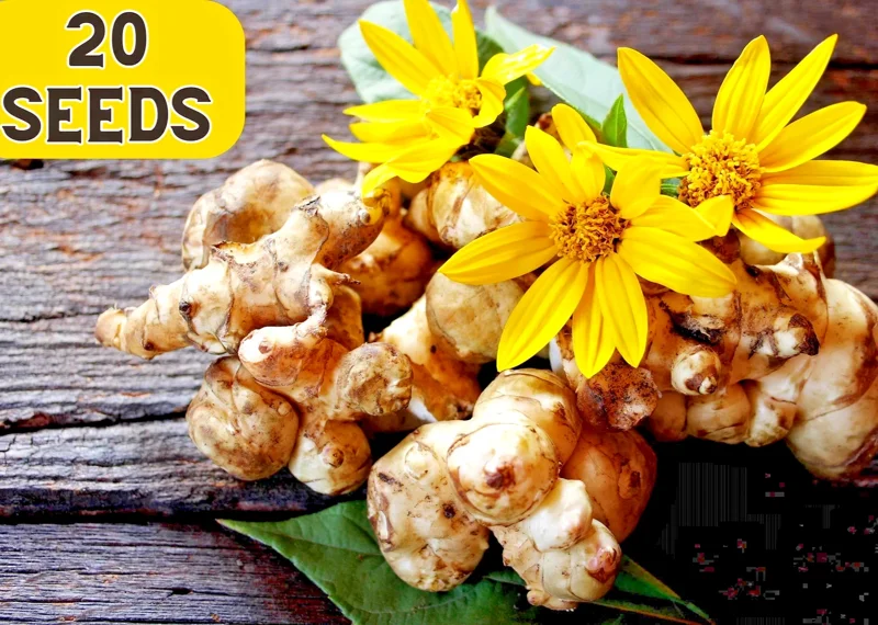 Jerusalem Artichoke Sunchoke Seeds - Helianthus Tuberosus - 20 Seeds, Yellow Flowers, Perennial - Image 1