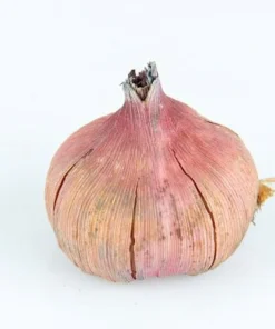 Jester Large Flowering Gladiolus Bulbs - 10 Pack, 12/14 cm, Summer Blooming - Image 2