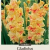 Jester Large Flowering Gladiolus Bulbs - 10 Pack, 12/14 cm, Summer Blooming - Image 1