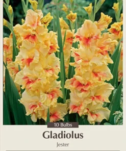 Jester Large Flowering Gladiolus Bulbs - 10 Pack, 12/14 cm, Summer Blooming - Image 1