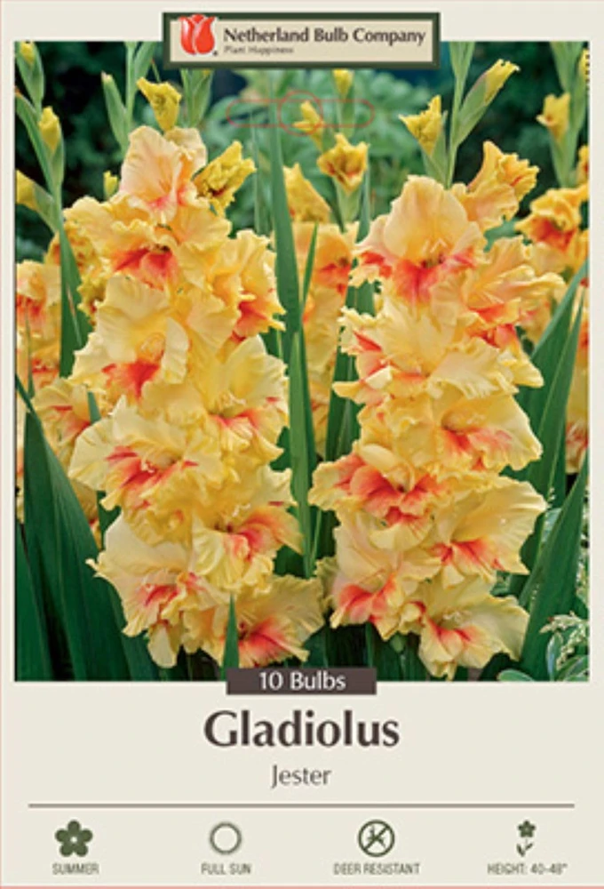 Jester Large Flowering Gladiolus Bulbs - 10 Pack, 12/14 cm, Summer Blooming - Image 1