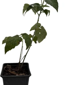 Jewell Black Raspberry Live Plant - Sweet Berries, 3.25" Pot, Zones 4-8 - Image 2