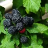 Jewell Black Raspberry Live Plant - Sweet Berries, 3.25" Pot, Zones 4-8 - Image 1