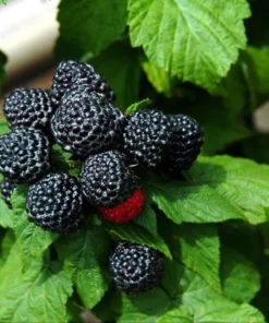 Jewell Black Raspberry Live Plant - Sweet Berries, 3.25