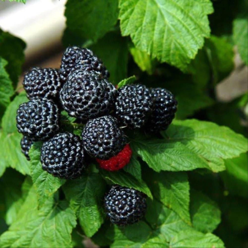 Jewell Black Raspberry Live Plant - Sweet Berries, 3.25" Pot, Zones 4-8 - Image 1