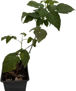 Jewell Black Raspberry Live Plant - Sweet Berries, 3.25